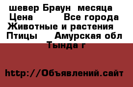 шевер Браун 2месяца › Цена ­ 200 - Все города Животные и растения » Птицы   . Амурская обл.,Тында г.